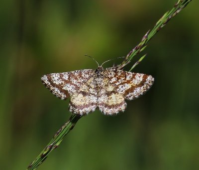 Gewone Heispanner - Common Heath