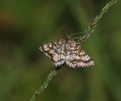 Gewone Heispanner - Common Heath