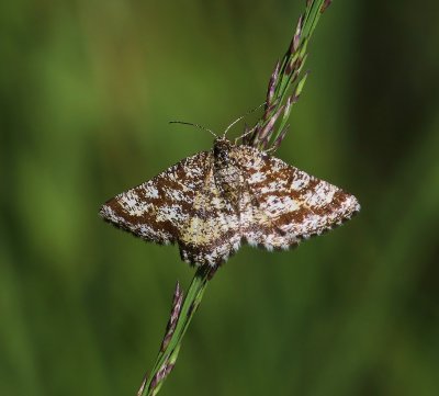 Gewone Heispanner - Common Heath