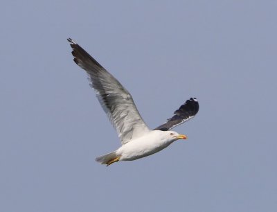 Kleine Mantelmeeuw - Lesser Black-backed Gull