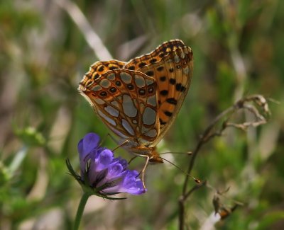 Kleine Parelmoervlinder - Queen Of Spain Fritillary