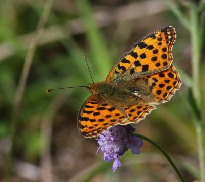 Kleine Parelmoervlinder - Queen Of Spain Fritillary