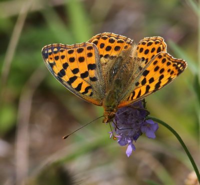 Kleine Parelmoervlinder - Queen Of Spain Fritillary