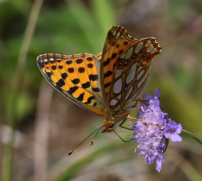 Kleine Parelmoervlinder - Queen Of Spain Fritillary