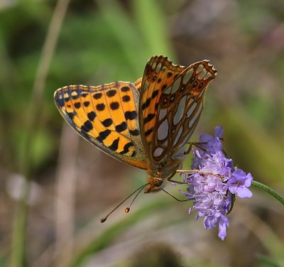 Kleine Parelmoervlinder - Queen Of Spain Fritillary