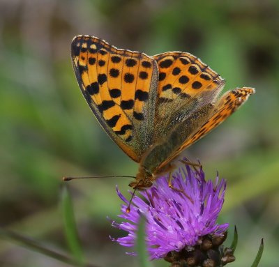 Kleine Parelmoervlinder - Queen Of Spain Fritillary