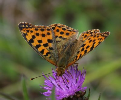 Kleine Parelmoervlinder - Queen Of Spain Fritillary
