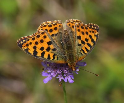 Kleine Parelmoervlinder - Queen Of Spain Fritillary