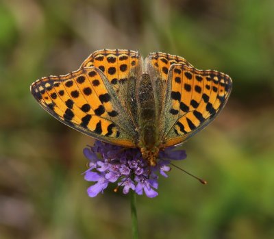 Kleine Parelmoervlinder - Queen Of Spain Fritillary