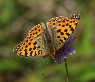 Kleine Parelmoervlinder - Queen of Spain Fritillary