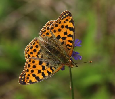 Kleine Parelmoervlinder - Queen Of Spain Fritillary