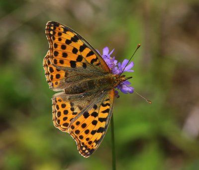 Kleine Parelmoervlinder - Queen Of Spain Fritillary