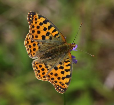 Kleine Parelmoervlinder - Queen Of Spain Fritillary