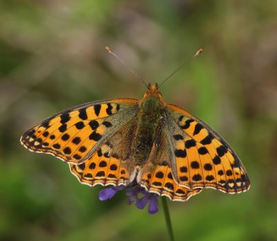 Kleine Parelmoervlinder - Queen Of Spain Fritillary