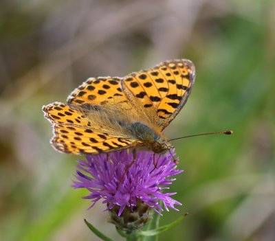 Kleine Parelmoervlinder - Queen Of Spain Fritillary