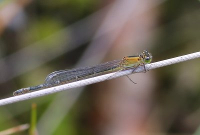 Lantaarntje - Blue-tailed Damselfly