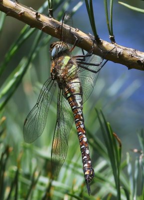 Paardenbijter - Migrant Hawker