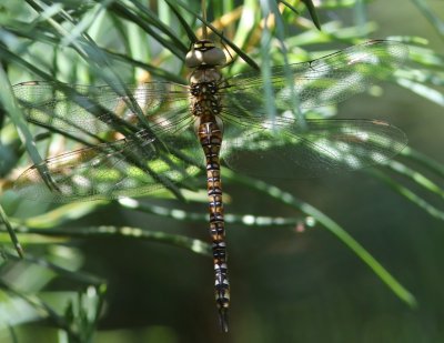 Paardenbijter - Migrant Hawker