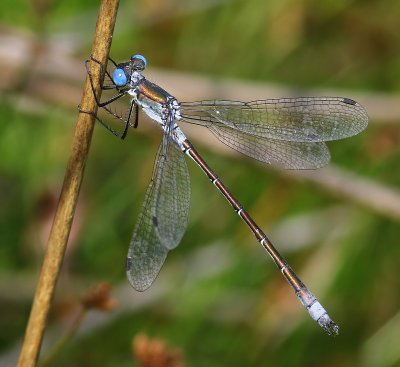 Tangpantserjuffer - Scarce Emerald Damselfly