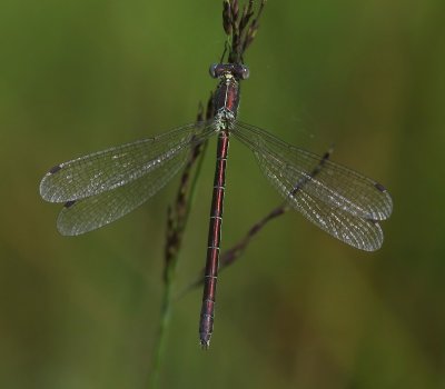 Tangpantserjuffer - Scarce Emerald Damselfly