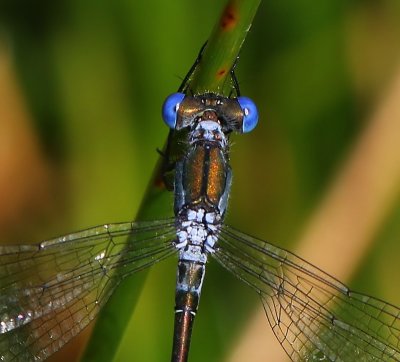 Tangpantserjuffer - Scarce Emerald Damselfly