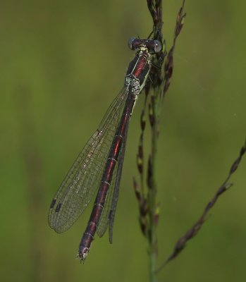 Tangpantserjuffer - Scarce Emerald Damselfly