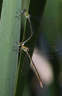 Tengere Pantserjuffers - Small Spreadwings