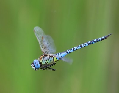 Zuidelijke Glazenmaker - Blue-eyed Hawker