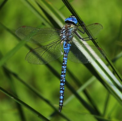 Zuidelijke Glazenmaker - Blue-eyed Hawker