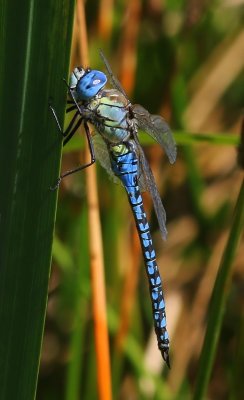 Zuidelijke Glazenmaker - Blue-eyed Hawker