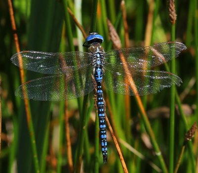 Zuidelijke Glazenmaker - Blue-eyed Hawker