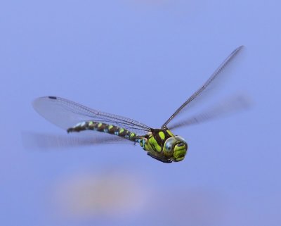 Blauwe Glazenmaker - Southern Hawker