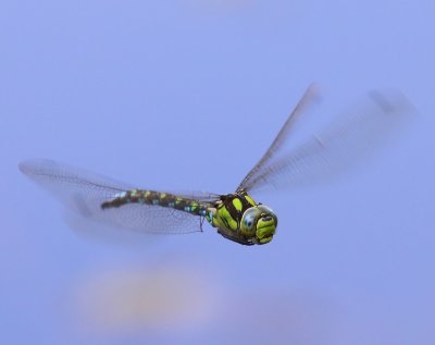 Blauwe Glazenmaker - Southern Hawker