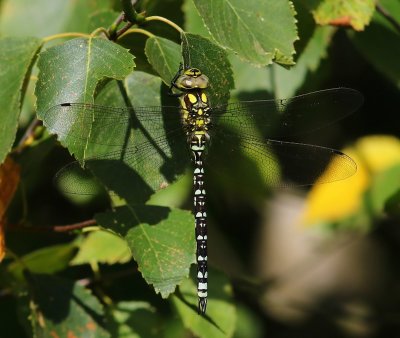 Blauwe Glazenmaker - Southern Hawker