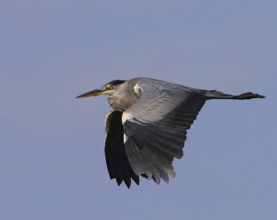 Blauwe Reiger - Grey Heron