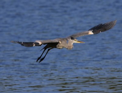Blauwe Reiger - Grey Heron