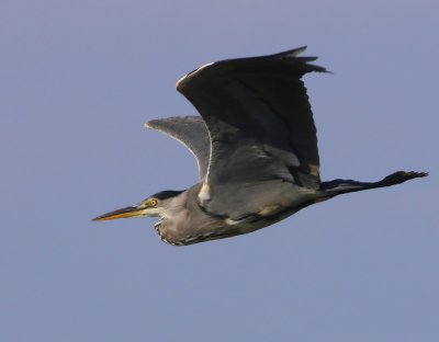 Blauwe Reiger - Grey Heron
