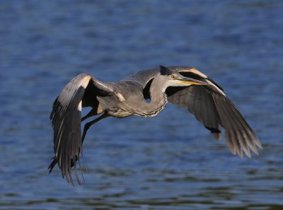 Blauwe Reiger - Grey Heron