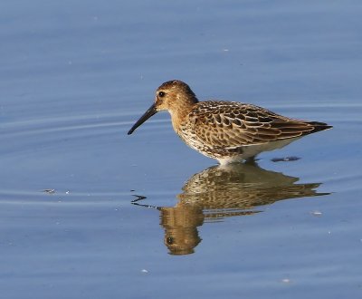 Bonte Strandloper - Dunlin