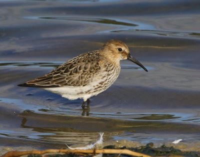 Bonte Strandloper - Dunlin