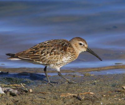 Bonte Strandloper - Dunlin
