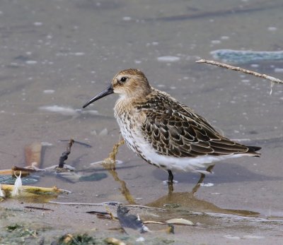 Bonte Strandloper - Dunlin