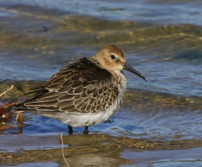 Bonte Strandloper - Dunlin