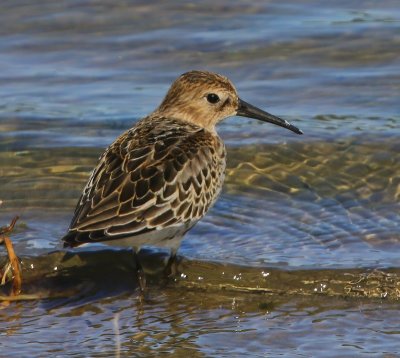 Bonte Strandloper - Dunlin