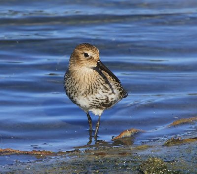 Bonte Strandloper - Dunlin