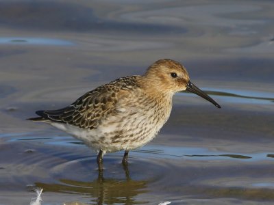 Bonte Strandloper - Dunlin