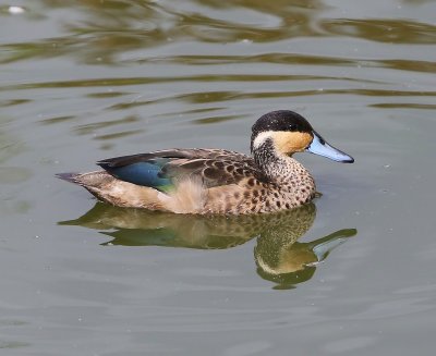 Hottentottaling - Blue-billed Teal