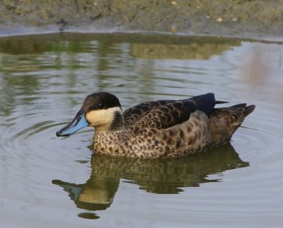 Hottentottaling - Blue-billed Teal