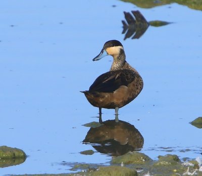 Hottentottaling - Blue-billed Teal