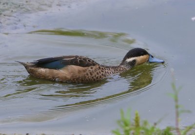Hottentottaling - Blue-billed Teal